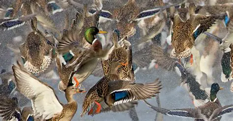 Understanding Waterfowl Incubation