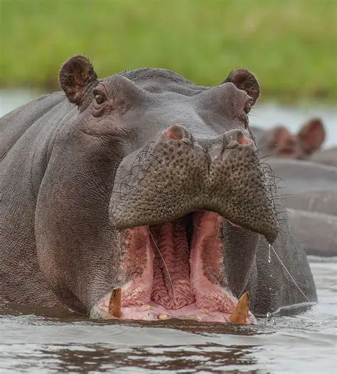 Unit Rates and Hippopotamus Speed
