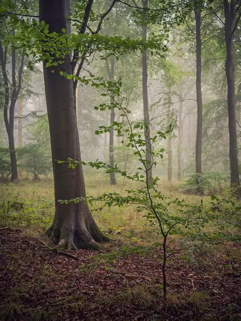 Unveiling the Enduring Charm of Birchum Trees: A Comprehensive Guide