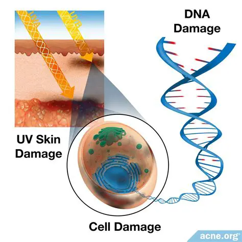 UV rays can damage the DNA in skin cells