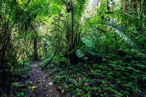 Vegetation Diversity in the Taman Eden Forest