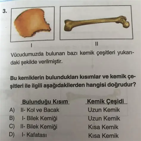 Vicudumuzda bulunan kemiklerin listesi