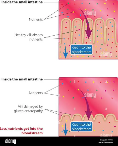 Villi and the Absorption Process