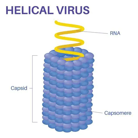 Virus con capside helicoidal