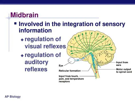 Visual and Auditory Reflexes