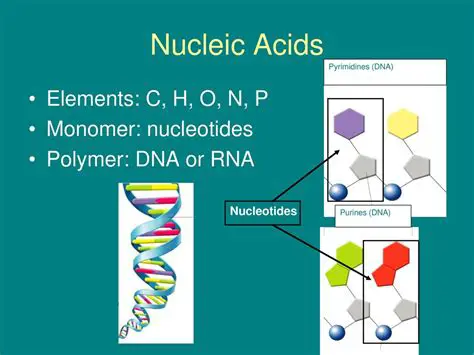 Visualisation of Proteins and Nucleic Acids