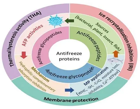 Why Antifreeze Proteins are Essential