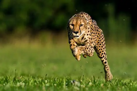 Why Cheetahs are the Fastest Land Animal