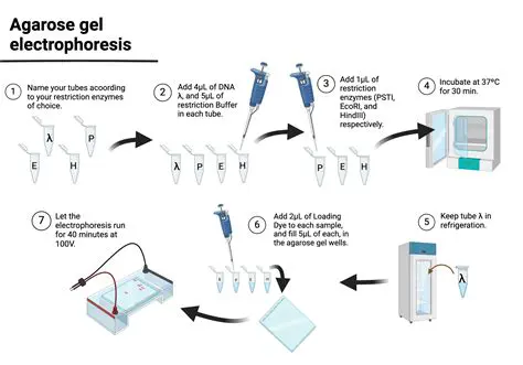 Why Gel Electrophoresis is the Most Suitable Method