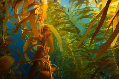 Why Seaweed Belongs to the Hydrosphere