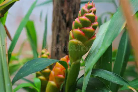 Zingiber Officinale: Unveiling the Aromatic Wonders of Ginger